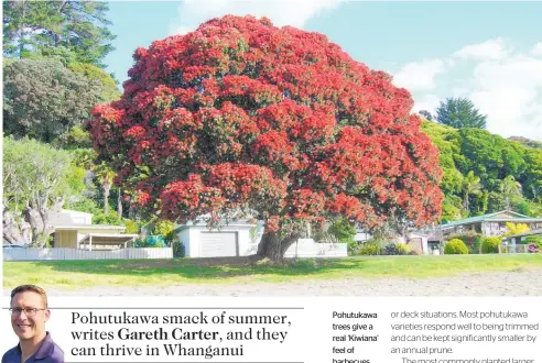  ??  ?? Pohutukawa trees give a real ‘Kiwiana’ feel of barbecues, going to the beach and general relaxation.