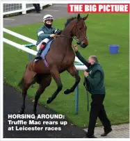  ??  ?? HORSING AROUND: Truffle Mac rears up at Leicester races