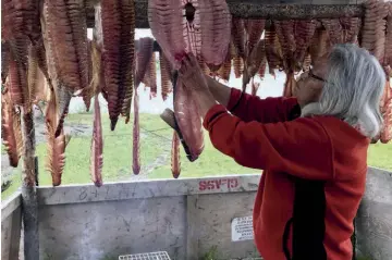  ??  ?? Alice Vittrekwa, a Gwich’in Elder, hangs whitefish for smoking at her fish camp on the Peel River, near Fort Mcpherson, N.W.T.