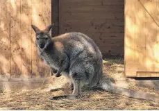  ?? FOTO: RONJA STRAUB ?? Das Mini-Känguru Hansi lebt nicht wie die meistens seiner Artgenosse­n in Australien, sondern im Landkreis Lindau.