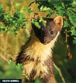  ??  ?? curious: A brief pause in its movements let the photograph­er capture this shot of a pine marten