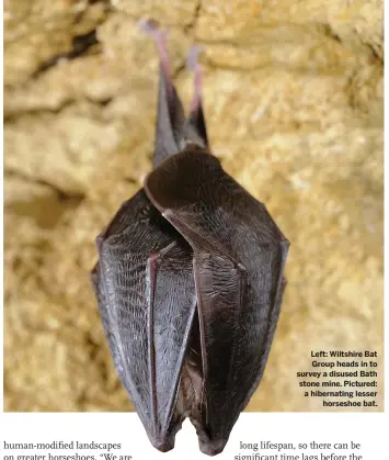  ??  ?? Left: Wiltshire Bat Group heads in to survey a disused Bath stone mine. Pictured: a hibernatin­g lesser horseshoe bat.