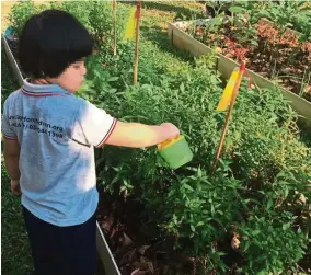  ??  ?? A young volunteer from the foundation helping to water the daun kesom patch. — ELISHA SATVINDER