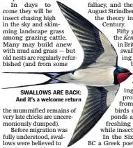  ??  ?? SWALLOWS ARE BACK: And it’s a welcome return