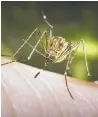  ?? FILES ?? Residents are being warned to protect themselves against mosquito bites amid rising concerns about disease.