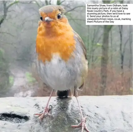  ??  ?? Samantha Shaw, from Oldham, took this lovely picture of a robin at Daisy Nook Country Park. If you have a stunning picture, then we’d love to see it. Send your photos to us at viewpoints@men-news. co.uk, marking them Picture of the Day