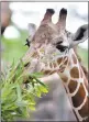  ?? THE PHILADELPH­IA ZOO ?? A giraffe at the Philadelph­ia Zoo eats leaves donated by PECO Energy Co.