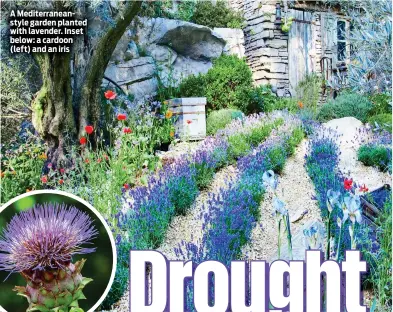  ?? ?? A Mediterran­eanstyle garden planted with lavender. Inset below: a cardoon (left) and an iris