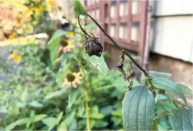  ?? Jessica Damiano via AP ?? A dry coneflower seed head can produce enough seeds for a sizeable planting the next year. If you love the flowers in your garden but don’t love the idea of spending money on new ones, why not save their seeds to plant next year?