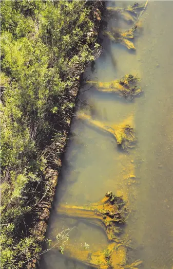  ?? Michael Macor / The Chronicle ?? Stumps of redwood trees cut down in building the flood control project have been placed along Napa Creek, which meets with the Napa River, to create fish habitat near the Oxbow bypass.