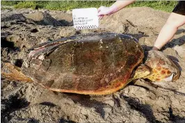  ?? LOGGERHEAD MARINELIFE CENTER ?? A dead loggerhead sea turtle was found on Jupiter Island. The Loggerhead Marinelife Center suspects the cause of death was a boat strike.