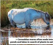  ?? ?? Carneddau mares often wade into ponds and lakes in search of plants to eat