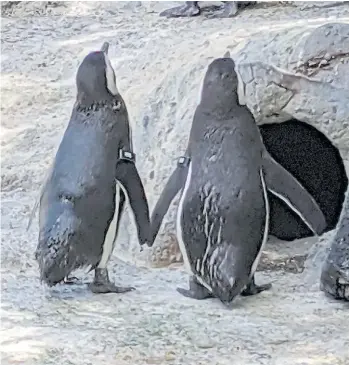  ??  ?? Una pareja de pingüinos del mismo sexo que crió tres polluelos en el Zoo de San Francisco.