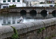  ??  ?? Wicklow town has been allocated €4,000 from the special scheme to mark 60 years of the national Tidy Towns competitio­n.