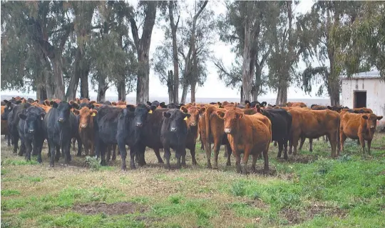  ??  ?? Las madres. Un rodeo de hembras Angus negras y coloradas. La cabaña San Patricio, de José Bustingorr­i, tiene un plantel de entre 600-1.000 madres.