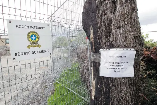  ?? PHIL CARPENTER/ THE GAZETTE ?? A scarred oak stands on the edge of Lac-Mégantic’s devastated downtown core, which has been off-limits to residents since last July’s derailment.