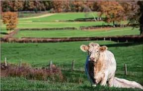  ??  ?? La campagne bourguigno­nne ne serait pas la même sans la charolaise.