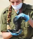  ?? Reuters ?? An Israeli soldier holds a clump of tar cleaned from the sand after an offshore oil spill at a beach in Atlit, Israel.