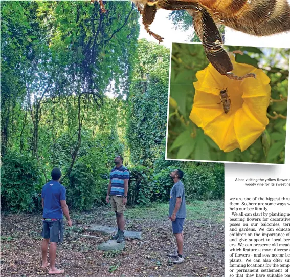  ?? ?? Rangers listening to the humming of the bees under the Raintree.
A bee visiting the yellow flower of the woody vine for its sweet nectar.