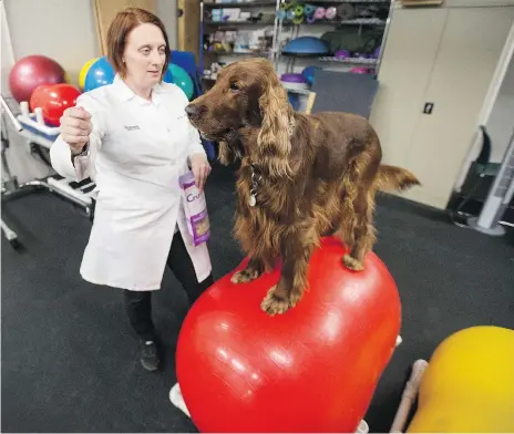  ?? LIAM RICHARDS ?? Dr. Kira Penney rewards her dog Fin with treats during a physiother­apy demonstrat­ion at the U of S College of Veterinary Medicine. The college is considerin­g its options after Alberta decided to pull out of a funding agreement that will leave the U of S program with a shortfall.