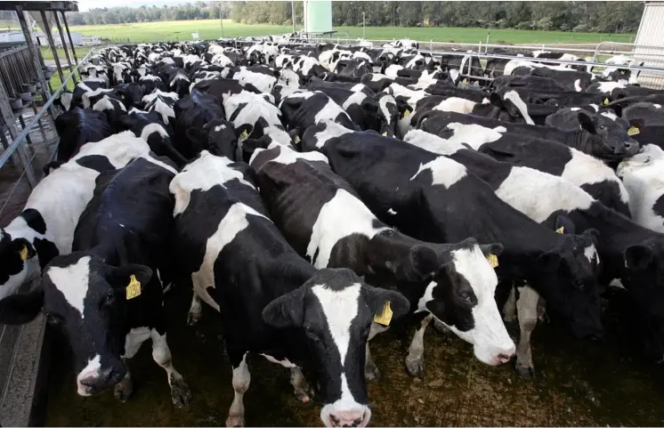  ?? PHOTO: CHRIS MCCORMACK ?? WATCH AND WAIT: Dairy Australia is keeping a close eye on how US subsidies in the wake of the trade war affect supplies.