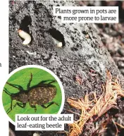  ??  ?? Plants grown in pots are more prone to larvae Look out for the adult leaf-eating beetle