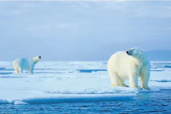  ?? Picture: 123rf.com/ondrejpros­icky ?? CHILLED Travellers can view polar bears while sipping champagne.