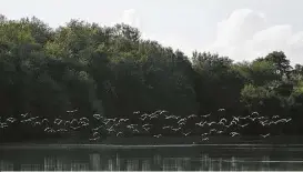  ?? Houston Chronicle ?? Una bandada de pájaros vuela por el Río Grande cerca de Los Ebanos, Texas.