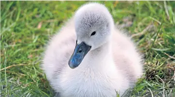  ?? ?? Regular contributo­r Eric Niven took this fine snap while out and about in Fife, and says: “It was lovely to see this very cute mute swan cygnet at the pond in Tayfield, Newport.”