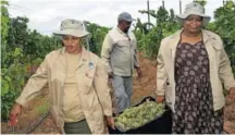  ?? Picture: ANDISA BONANI ?? WINE MAKING: The Enoch Mgijima Local Municipali­ty (EMLM) chief whip Bongiwe van Heerden, Mayime co-operative chairman Selbourne Cecane and CHDM mayor Kholiswa Vimbayo helped harvest grapes at the Mayime Winery co-operative last Thursday