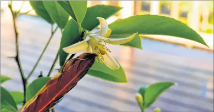  ?? DEAN FOSDICK VIA AP ?? A gardener uses a feather to help pollinate a lemon tree being grown indoors as a different kind of potted houseplant.