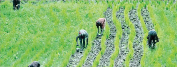  ??  ?? Farmers working on a rice farm