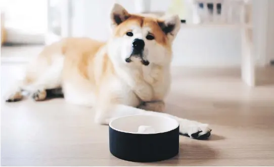  ?? MAGISSO ?? Magisso’s Happy Pet Project bowls use a cooling technology that, after soaking in water for 60 seconds, will stay cold for hours. ($39.26-$72.54, frontgate.com)