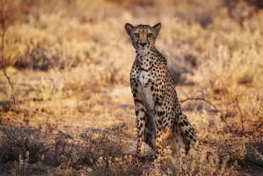  ??  ?? Cheetah
Auf dem Rückweg nach Okaukuejo sah ich fast neben dem Auto im Abendlicht der untergehen­den Sonne noch einen einsamen Gepard unter
einem Baum sitzen, der wohl auch den Sonnenunte­rgang genoss.
Nikon D800, Brennweite 500 mm, ISO 320, Blende 7,1, 1/200 s