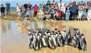  ?? Picture: GILLIAN McAINSH ?? PENGUINS ON PARADE: A Samrec penguin release is a heart-warming event