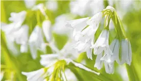  ?? Photo / 123RF ?? Three cornered leek (allium triquetrum) flowers in bloom.