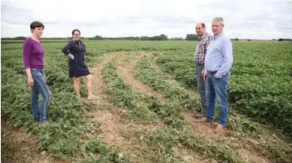  ?? FOTO JCR ?? Els Coenegrach­ts, Mieke Valkeneers, Jos Henckaerts en Johan Hannosset in hun bonenveld. “Ons werk van een heel jaar vernield in enkele minuten.”