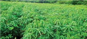  ??  ?? A cassava farm