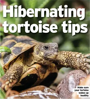  ?? Healthy ?? Make sure your tortoise wakes up