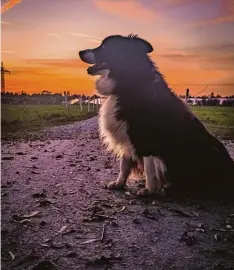  ?? Foto: Fabio Doll ?? Überlegen schweift der Blick von Fabio Dolls Hund aus Unterberge­n (Landkreis Aich ach Friedberg) über die farbige Landschaft.