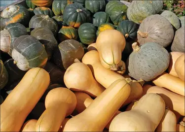  ?? PHOTO BY EMILY RYAN ?? At local farms, find familiar and lesser-known squash.