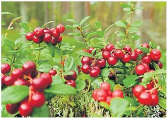  ?? ?? ● Beautiful cranberrie­s, ready to pick and serve with your Christmas turkey