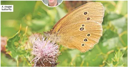 Help save our wildlife - PressReader