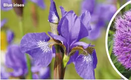  ?? ?? Blue irises