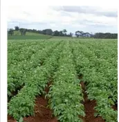  ??  ?? Potato plants growing at Wickham Farms.