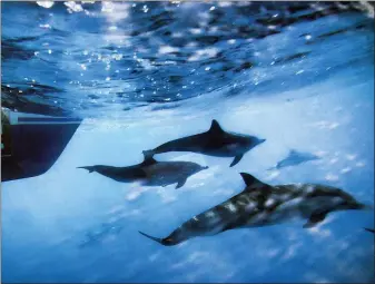  ?? RICHARD VOGEL — THE ASSOCIATED PRESS ?? Dolphins swim along the side of a boat off the coast of San Pedro in 2014. Not only are humans changing the surface and temperatur­e of the planet, but also its sounds – and those shifts are detectable even in the open ocean, according to research published Feb. 4.