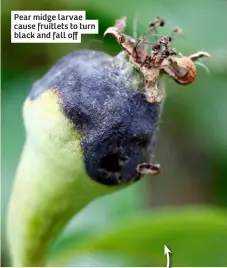  ?? ?? Pear midge larvae cause fruitlets to turn black and fall off