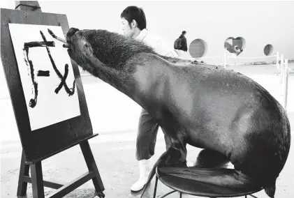  ??  ?? 13-year-old sea lion Chen writes the Chinese character for “dog,” which is next year’s Chinese zodiac sign, during a press preview at Yokohama Hakkeijima Sea Paradise in Yokohama on Tuesday. The sea lion will perform twice a day from January 1, 2018...