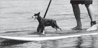  ?? Getty Images ?? STAND-UP paddle-boarding with the pooch is a burgeoning new wave in recreation­al sports.
