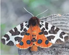  ?? FOTO: D. MÄHRMANN/IMAGO IMAGES ?? Schmetterl­ing des Jahres 2021: Ein Brauner Bär sitzt an einem gefällten Baumstamm.